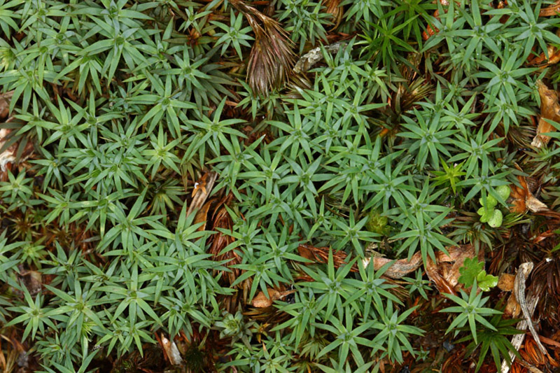 Pogonatum urnigerum